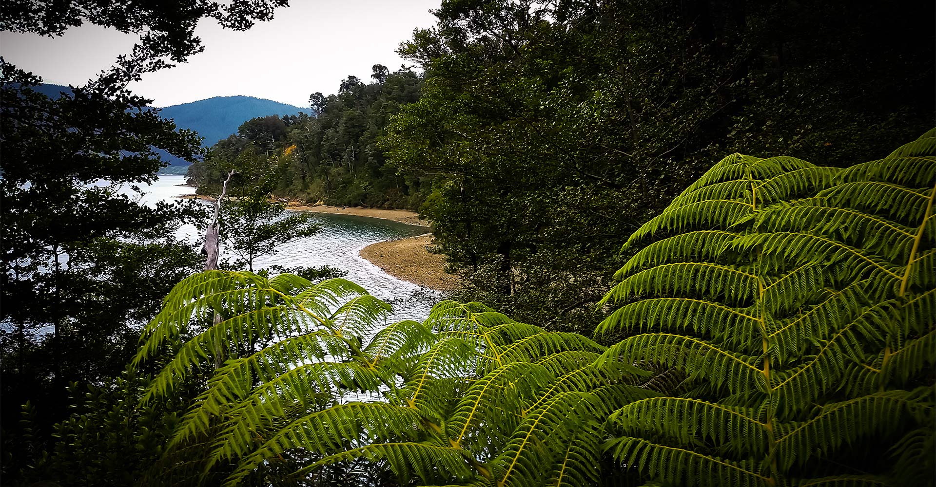 Ecology Massey University